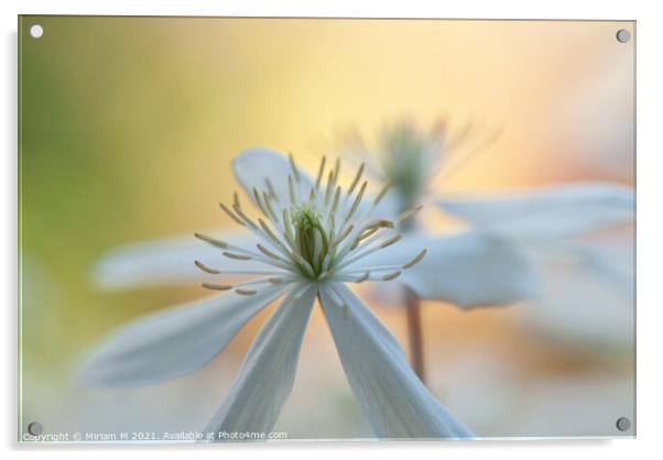 White flower Acrylic by Miriam Em