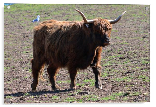 Highland cow Acrylic by Allan Durward Photography