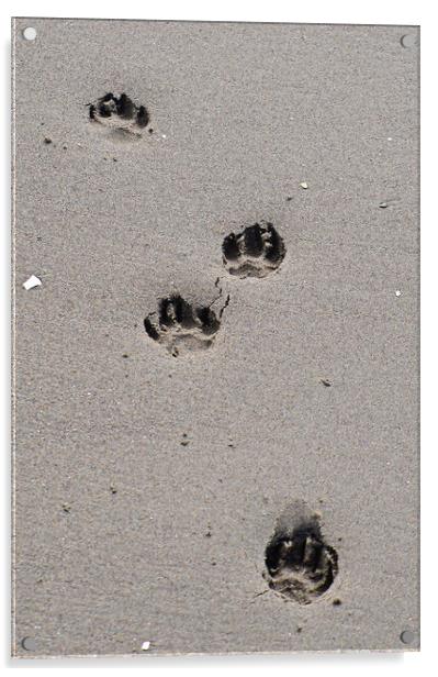 Puppy paw prints on the beach Acrylic by Allan Durward Photography