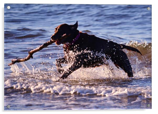 Fetching doggie splash Acrylic by Allan Durward Photography