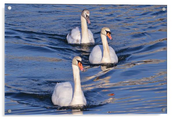 Graceful Mute Swan family on the river Acrylic by Allan Durward Photography