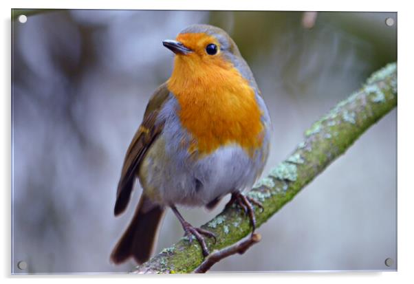 Britain`s favourite bird, the Robin Acrylic by Allan Durward Photography
