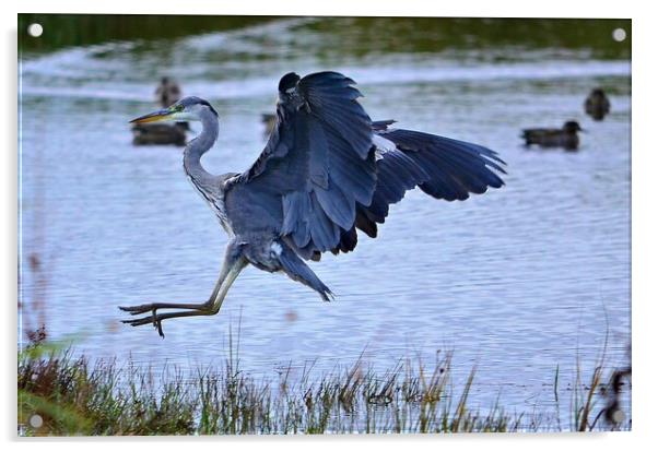 Landing Grey Heron Acrylic by Allan Durward Photography