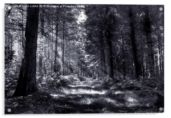 Bowmont Forest, in Black and White Acrylic by Gavin Liddle