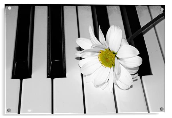 Daisy on a Piano Acrylic by Gavin Liddle
