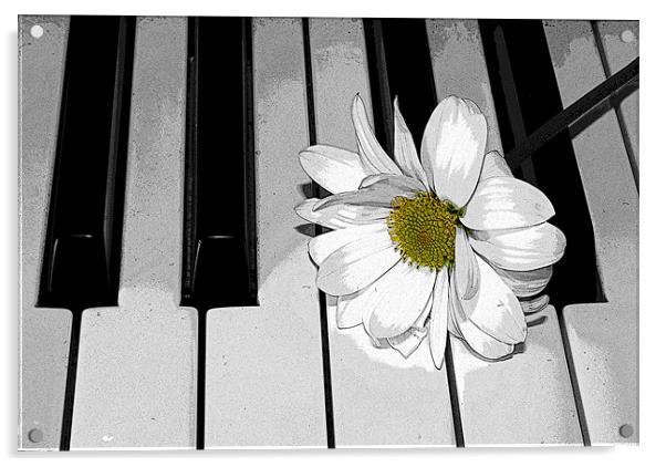 Daisy on a Piano 2 Acrylic by Gavin Liddle