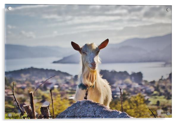 The Grinning Goat Acrylic by Jesus Martínez