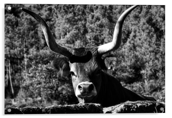 Majestic Cachena Cow Acrylic by Jesus Martínez