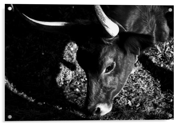 Majestic Cachena Cow Grazing Acrylic by Jesus Martínez