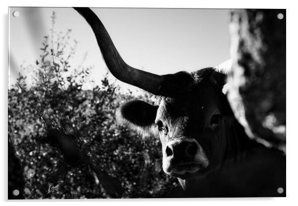 Majestic Cachena Cow Acrylic by Jesus Martínez