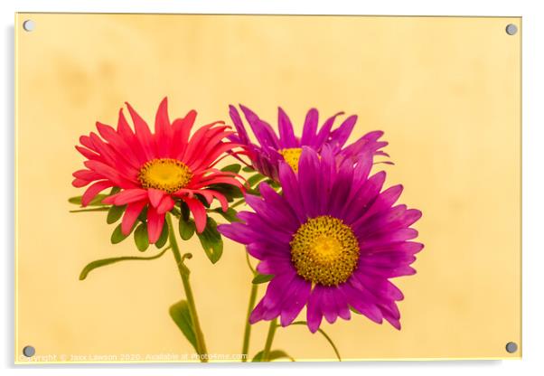 Chrysanthamums Acrylic by Jaxx Lawson