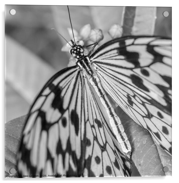 Black & White Butterfly - Square Acrylic by Jaxx Lawson