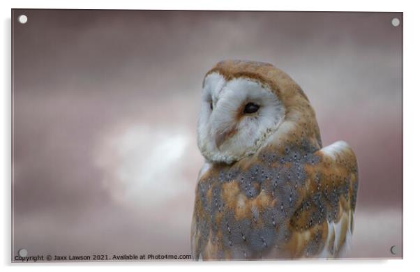 Barn Owl Acrylic by Jaxx Lawson
