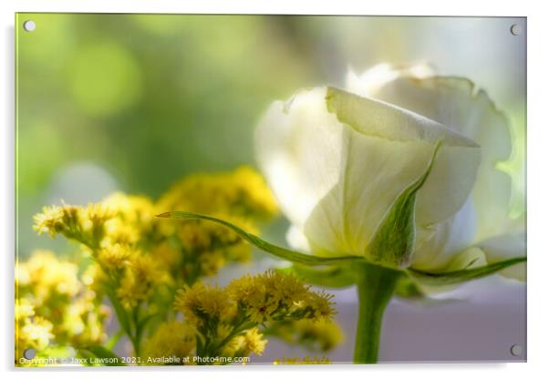 White Rose Acrylic by Jaxx Lawson