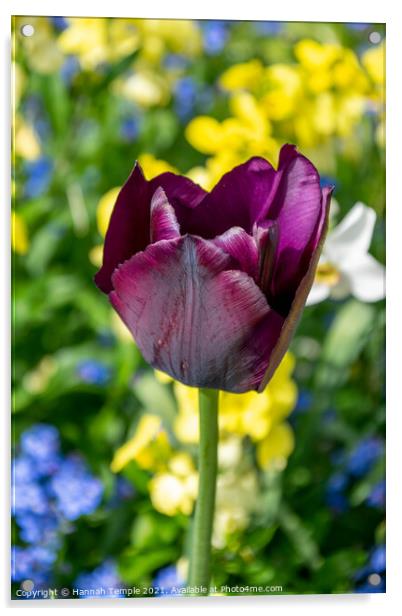 Purple Tulip Acrylic by Hannah Temple