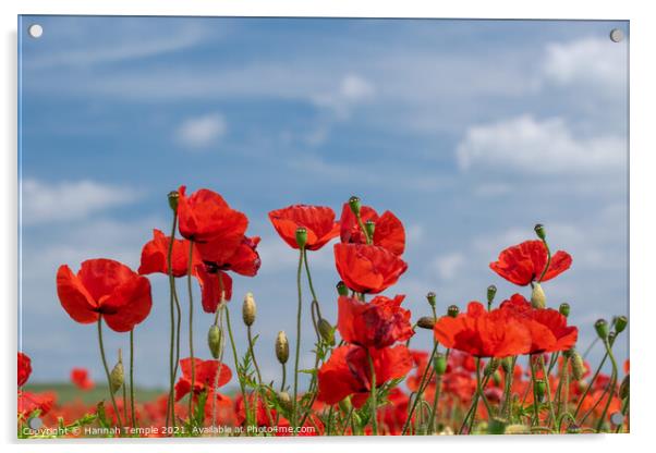 Poppy Field  Acrylic by Hannah Temple