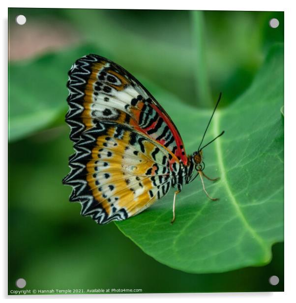 Leopard Lacewing Butterfly  Acrylic by Hannah Temple