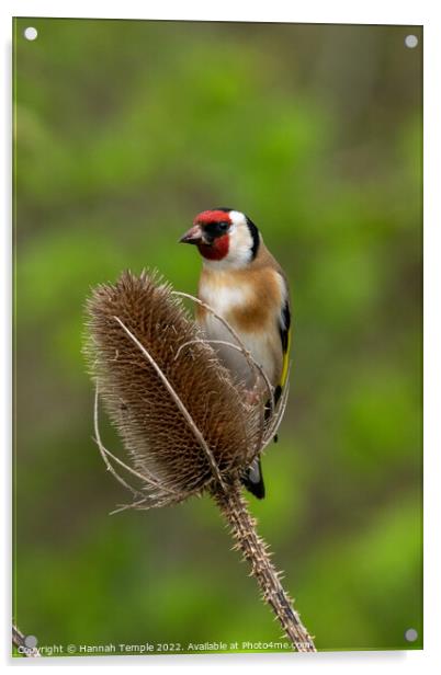 Goldfinch Acrylic by Hannah Temple