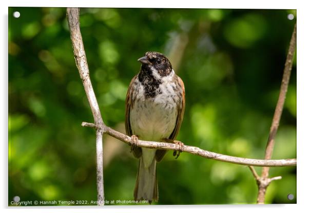 Reed Bunting  Acrylic by Hannah Temple