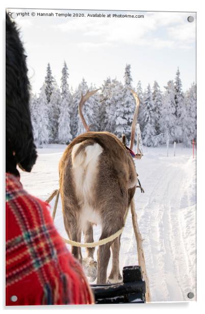 Reindeer sleigh ride Acrylic by Hannah Temple