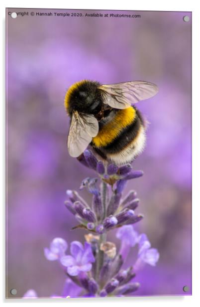 Bumble Bee on the Lavender Acrylic by Hannah Temple