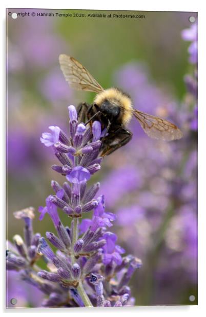 Bee on lavender Acrylic by Hannah Temple