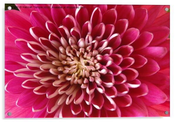 Chrysanthemum Acrylic by Hannah Temple