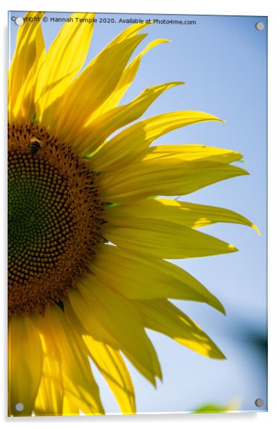 Sunflower Acrylic by Hannah Temple