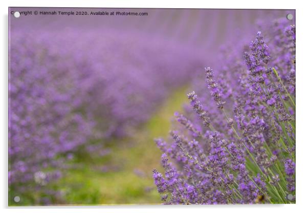 Lavender Fields Acrylic by Hannah Temple