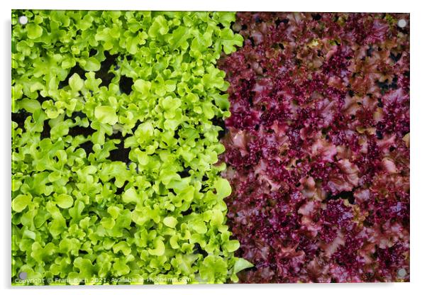 Salad Lettuce in two colors ready to eat Acrylic by Frank Bach