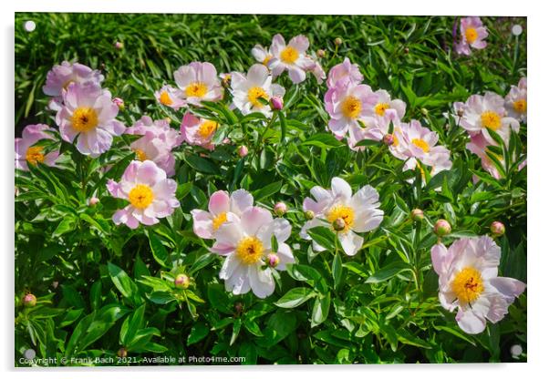 Peonies pink and beautiful in full bloom Acrylic by Frank Bach