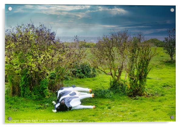 Plastic cow fallen in a storm, Hjerting Esbjerg, Denmark Acrylic by Frank Bach