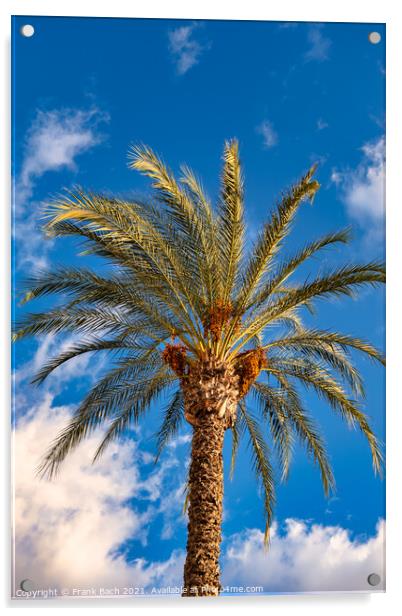 Date tree palm in Playa Los Americas on Tenerife, Spain Acrylic by Frank Bach