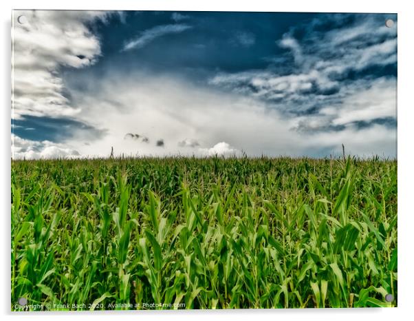Fields with corn at Gendarmstien in Jutland, Denmark Acrylic by Frank Bach