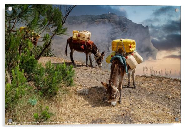 Donkeys carrying water in the higlands on Sao Antao, Cape Verde Islands Acrylic by Frank Bach