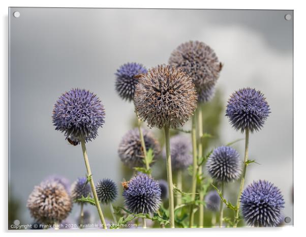 Thistle flowers in Cambridge botanic garden, England Acrylic by Frank Bach