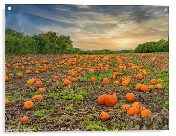 Fresh harvested pumpkins ready for sale Acrylic by Frank Bach