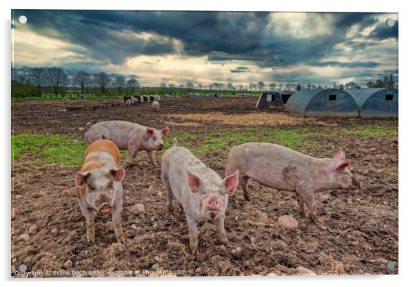 Pig farm free range landscape, Denmark Acrylic by Frank Bach