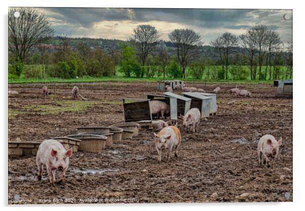 Pig farm free range landscape, Denmark Acrylic by Frank Bach