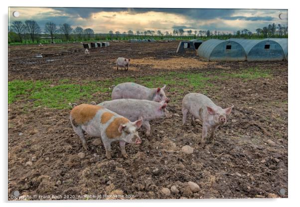Pig farm free range landscape, Denmark Acrylic by Frank Bach