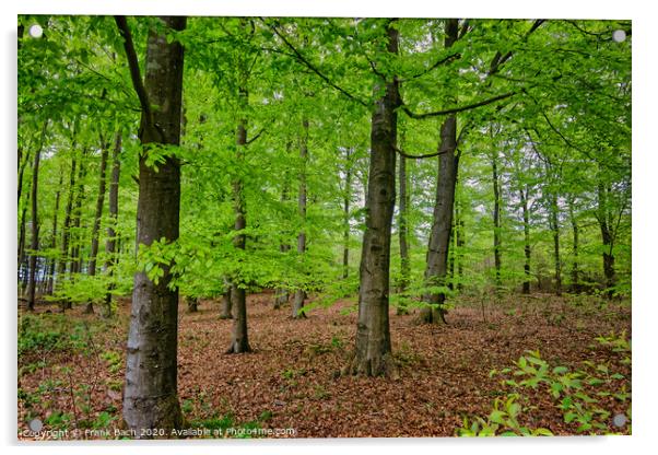 Beech trees plantation reforestation in Tirslund, Denmark Acrylic by Frank Bach
