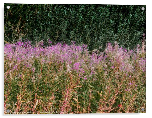 Wild Fireweed plants in the Skjern enge meadows, Denmark Acrylic by Frank Bach