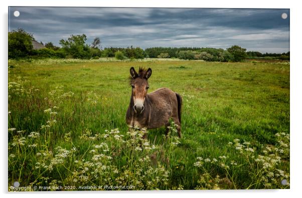 Mule in a field in Thy, Denmark Acrylic by Frank Bach