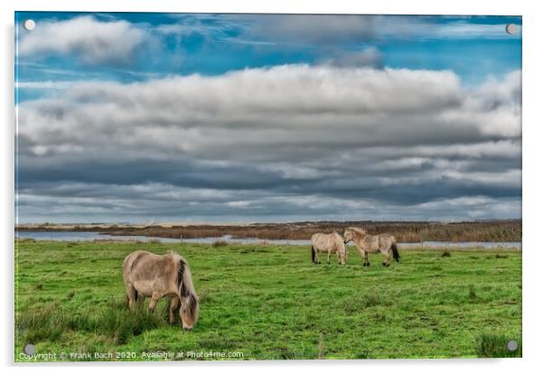 Wild horses in the meadows of Skjern in Denmark Acrylic by Frank Bach