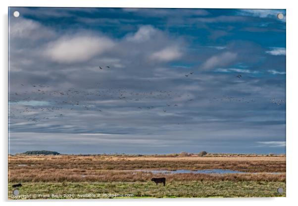 Cows grazing in the meadows wetlands of Skjern in Denmark Acrylic by Frank Bach