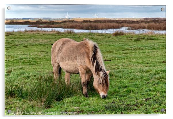 Wild horse in the meadows of Skjern in Denmark Acrylic by Frank Bach