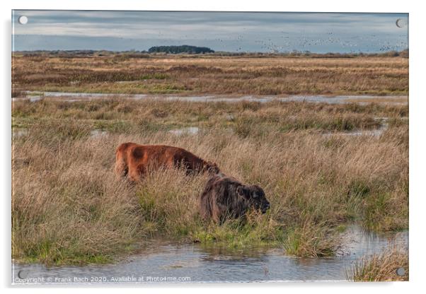 Cows grazing in the meadows wetlands of Skjern in Denmark Acrylic by Frank Bach