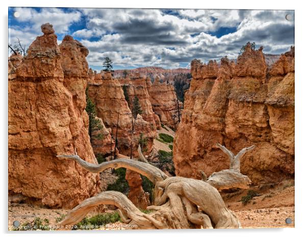 Bryce Canyon hoodoos Navajo Trail, Utah Acrylic by Frank Bach