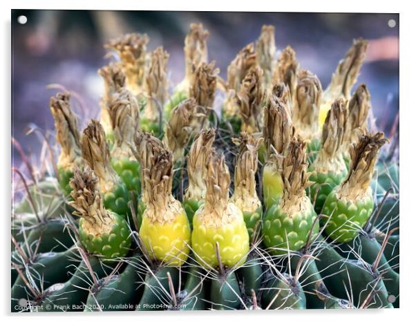 Ferocactus with fruits from Phoenix, Arizona Acrylic by Frank Bach