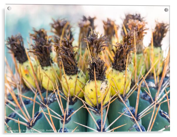 Ferocactus with fruits from Phoenix, Arizona Acrylic by Frank Bach